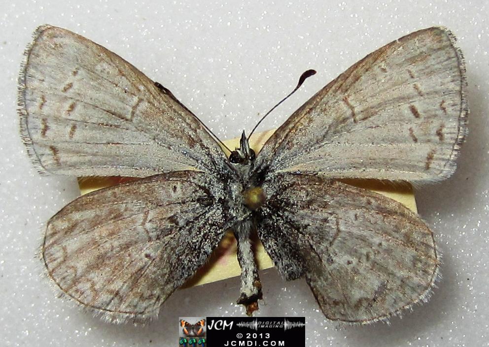Celastrina argiolus echo (Echo Blue Butterfly) image